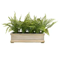 Fern Arrangement in Wood Planter, 11"