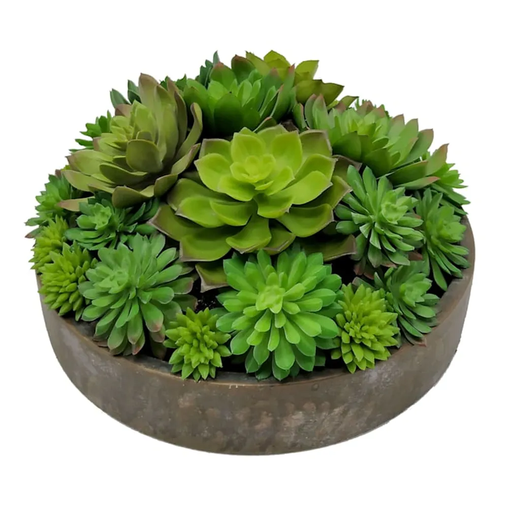 Succulent Lotus Arrangement in Cement Bowl, 5"