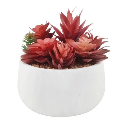 Red Succulent In Cement Pot