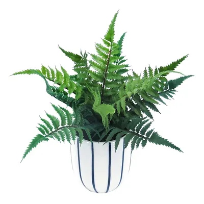 Leather Leaf Fern in Ceramic Pot, 11"