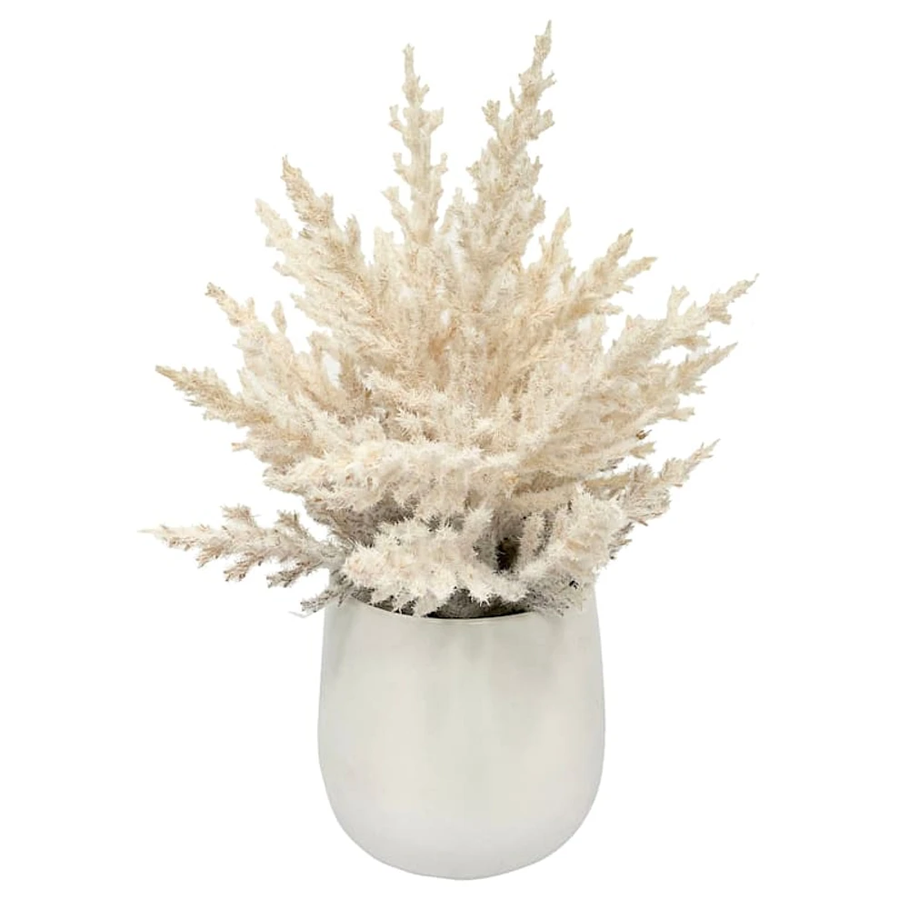 Pampas Grass in Ceramic Pot