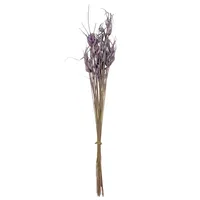 Lavender Star Grass Bundle