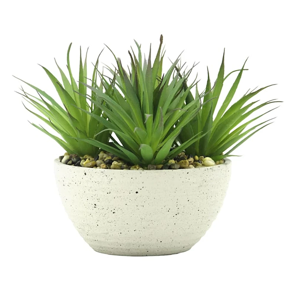 Dracaena Plant in Cement Vessel, 6"