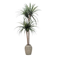 Dracaena Plant in Woven Vessel, 60"