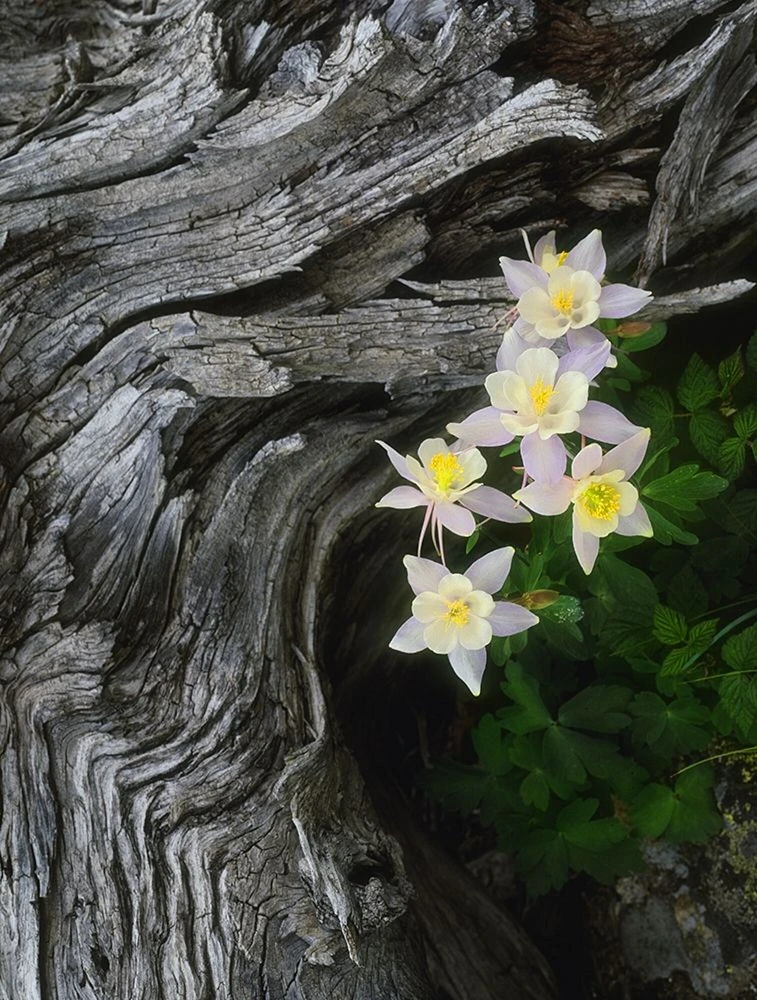 The state flower of Colorado-the columbine-blooms all summer in the Rocky Mountains by SMO - Item # VARPDXUS06SMO0017