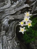 The state flower of Colorado-the columbine-blooms all summer in the Rocky Mountains by SMO - Item # VARPDXUS06SMO0017