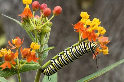 TX, Hill Country Monarch butterfly caterpillar by Dave Welling - Item # VARPDXUS44BJA0027