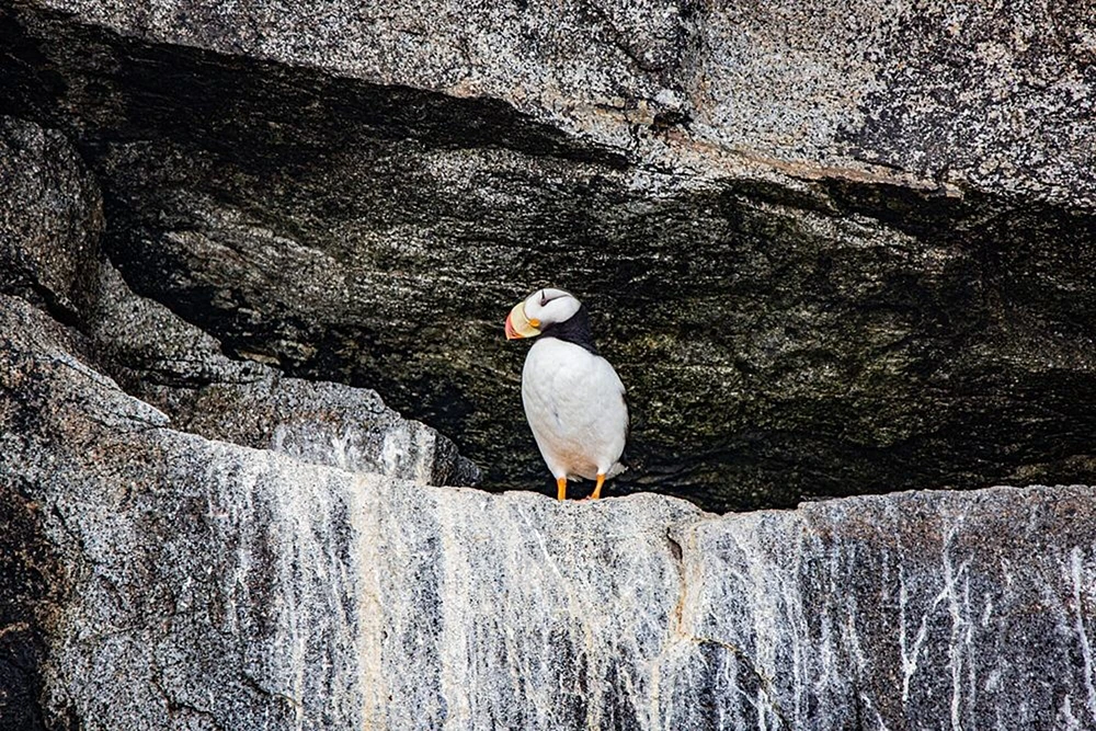 Seward-Alaska-Kenai Peninsula-puffin-seabird by Jolly Sienda - Item # VARPDXUS02JSI0075