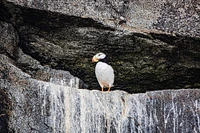 Seward-Alaska-Kenai Peninsula-puffin-seabird by Jolly Sienda - Item # VARPDXUS02JSI0075