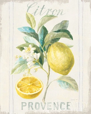 Floursack Lemon IV Poster Print by Danhui Nai - Item # VARPDX45785
