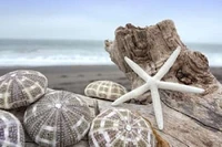 Crescent Beach Shells Poster Print by Alan Blaustein