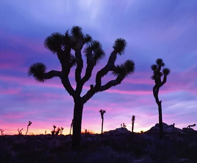 California, Joshua Tree NP at Sunrise by Christopher Talbot Frank - Item # VARPDXUS05BJA0900