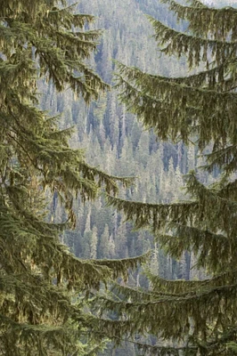 WA, Mountain hemlock trees frame a distant forest by Don Paulson - Item # VARPDXUS48BJA0130