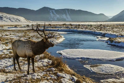 WY, National Elk Refuge Male elk next to stream by Cathy - Gordon Illg - Item # VARPDXUS51BJY0032