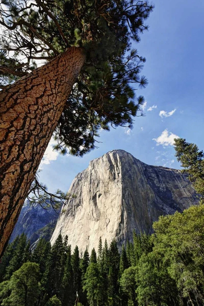 California, Yosemite View of El Capitan landmark by Dennis Flaherty - Item # VARPDXUS05BJY0060
