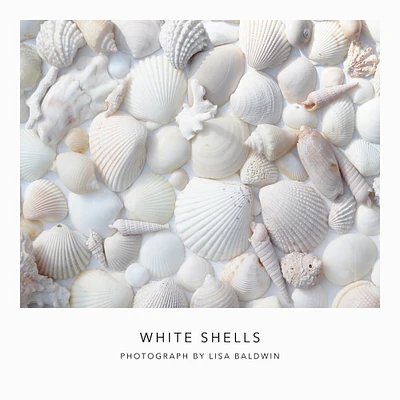 White Shells Photo - Seashell Wall Art - Coastal Beach House Ocean Decor - Nature Photography