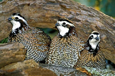 TX, McAllen Northern bobwhite males under log by Dave Welling - Item # VARPDXUS44BJA0013