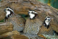 TX, McAllen Northern bobwhite males under log by Dave Welling - Item # VARPDXUS44BJA0013