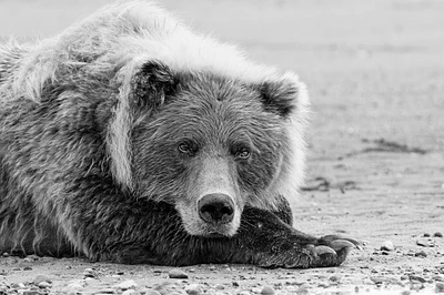 Brown bear resting on the beach-Silver Salmon Creek-Lake Clark National Park-Alaska by Adam Jones - Item # VARPDXUS02AJE0083
