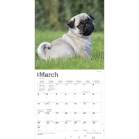 The Beauty of Pug Puppies | 2024 12 x 24 Inch Monthly Square Wall Calendar | Sticker Sheet | StarGifts | Animals Dog Breeds Puppy