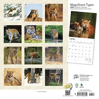 Magnificent Tigers | 2024 12 x 24 Inch Monthly Square Wall Calendar | Sticker Sheet | StarGifts | Wildlife Zoo Animals