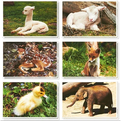 Blank Baby Animal Greeting Cards with Envelopes for All Occasions (4x6 In, 36 Pack)