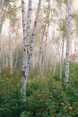 USA, New Hampshire Birch trees in clearing fog by Marie Bush - Item # VARPDXUS30BJY0015