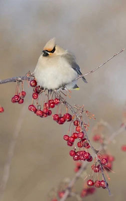 Canada, Quebec Bohemian waxwing bird on limb by Gilles Delisle - Item # VARPDXCN10BJY0012