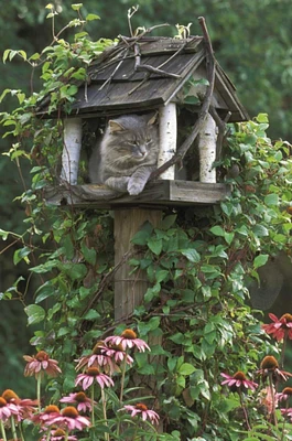 PA, Cat in birdfeeder amid flowers by Nancy Rotenberg - Item # VARPDXUS39BJA0007