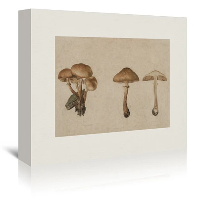 Mushrooms by Maple + Oak  Gallery Wrapped Canvas - Americanflat