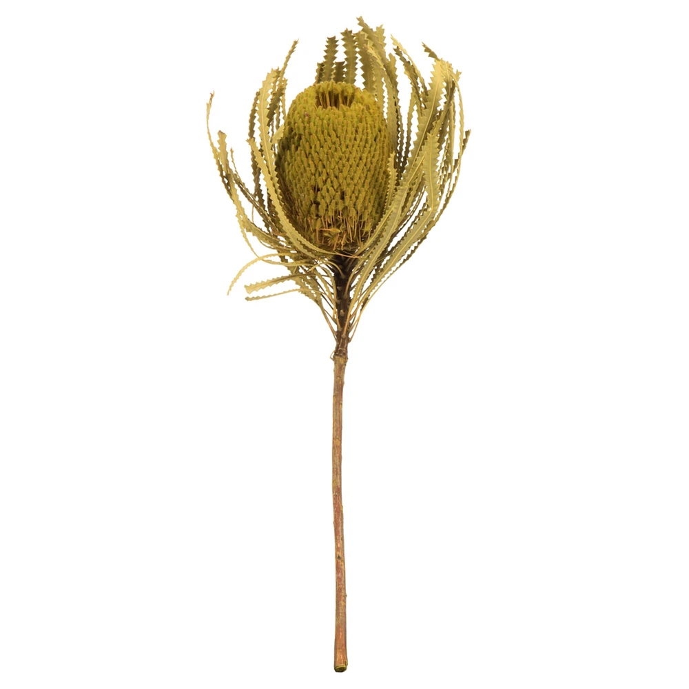 12" Basil Banksia Flower Stem 3/Pk