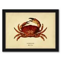 Mud Crab by Coastal Print & Design Frame  - Americanflat