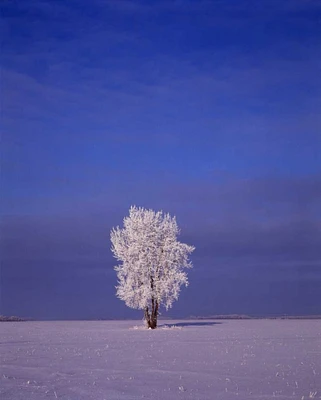 Canada, Dugald, hoarfrost on cottonwood tree by Mike Grandmaison - Item # VARPDXCN03BJA0100