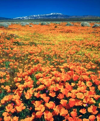CA, Antelope Valley covered in California Poppies by Christopher Talbot Frank - Item # VARPDXUS05BJA1272