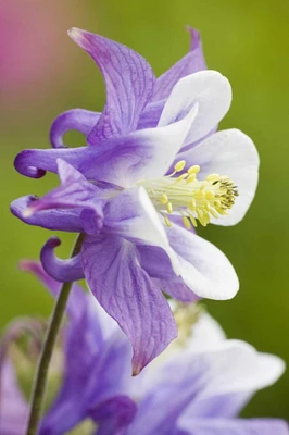 Columbine flower close-up in garden by Don Paulson - Item # VARPDXNA01BJA0127