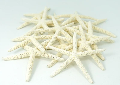 Starfish | 12 White Finger Starfish 3" to 4"