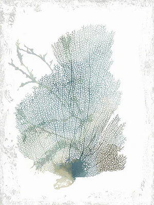 Teal Delicate Coral II  Poster Print by Aimee Wilson - Item # VARPDXWL321A