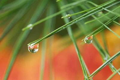 Northeast, Pine tree needles with waterdrop by Nancy Rotenberg - Item # VARPDXUS52BJA0006