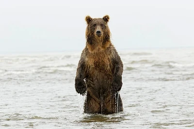 Brown bear standing upright-Silver Salmon Creek-Lake Clark National Park-Alaska by Adam Jones - Item # VARPDXUS02AJE0096