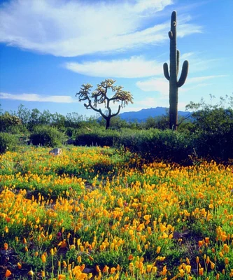 Arizona, Organ Pipe Cactus NM flowers and cacti by Christopher Talbot Frank - Item # VARPDXUS03BJA0195
