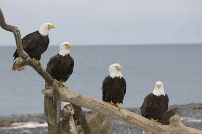 AK, Kachemak Bay Bald eagles on driftwood by Don Grall - Item # VARPDXUS02BJA0281