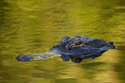 FL, St Augustine American alligator by Arthur Morris - Item # VARPDXUS10BJA0005