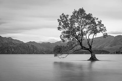 Iconic Lake Tree Poster Print by Anon Anon - Item # VARPDXFAF1332