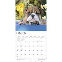 The Beauty of Bulldog Puppies | 2024 12 x 24 Inch Monthly Square Wall Calendar | Sticker Sheet | StarGifts | Animals Dog Breeds