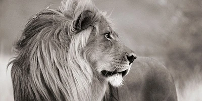 Male lion, Namibia (detail, BW) Poster Print by Anonymous Anonymous - Item # VARPDX2AP4884