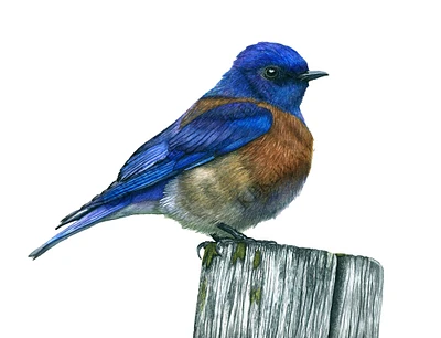 Bluebird Watercolor Art Print Blue Bird Wall Art Decor Eastern Bluebird Artwork Bird Painting Nature Illustration Backyard Birdwatcher