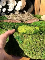 DIY Fairy Garden Preserved Moss Kit