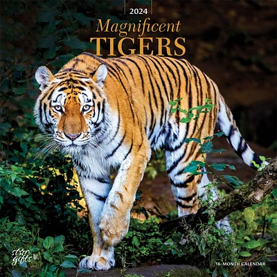 Magnificent Tigers | 2024 12 x 24 Inch Monthly Square Wall Calendar | Sticker Sheet | StarGifts | Wildlife Zoo Animals
