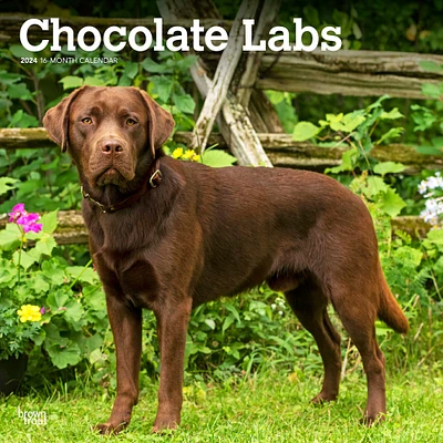 Chocolate Labrador Retrievers | 2024 12 x 24 Inch Monthly Square Wall Calendar | BrownTrout | Animals Dog Breeds