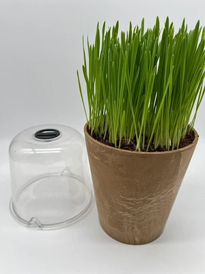 Cat Grass Organic Seed Kit - BEST Ever